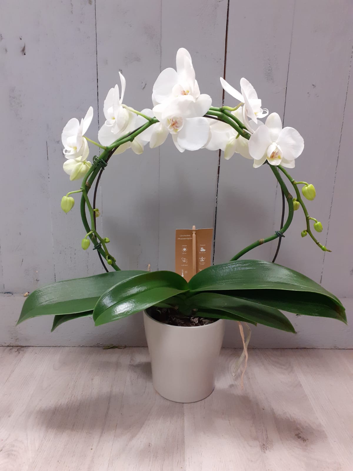 Deluxe White Orchid Plant in Ceramic Pot