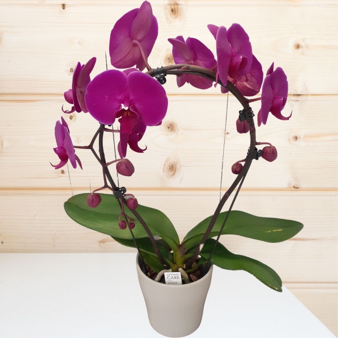 Purple Orchid Plant in Ceramic Pot