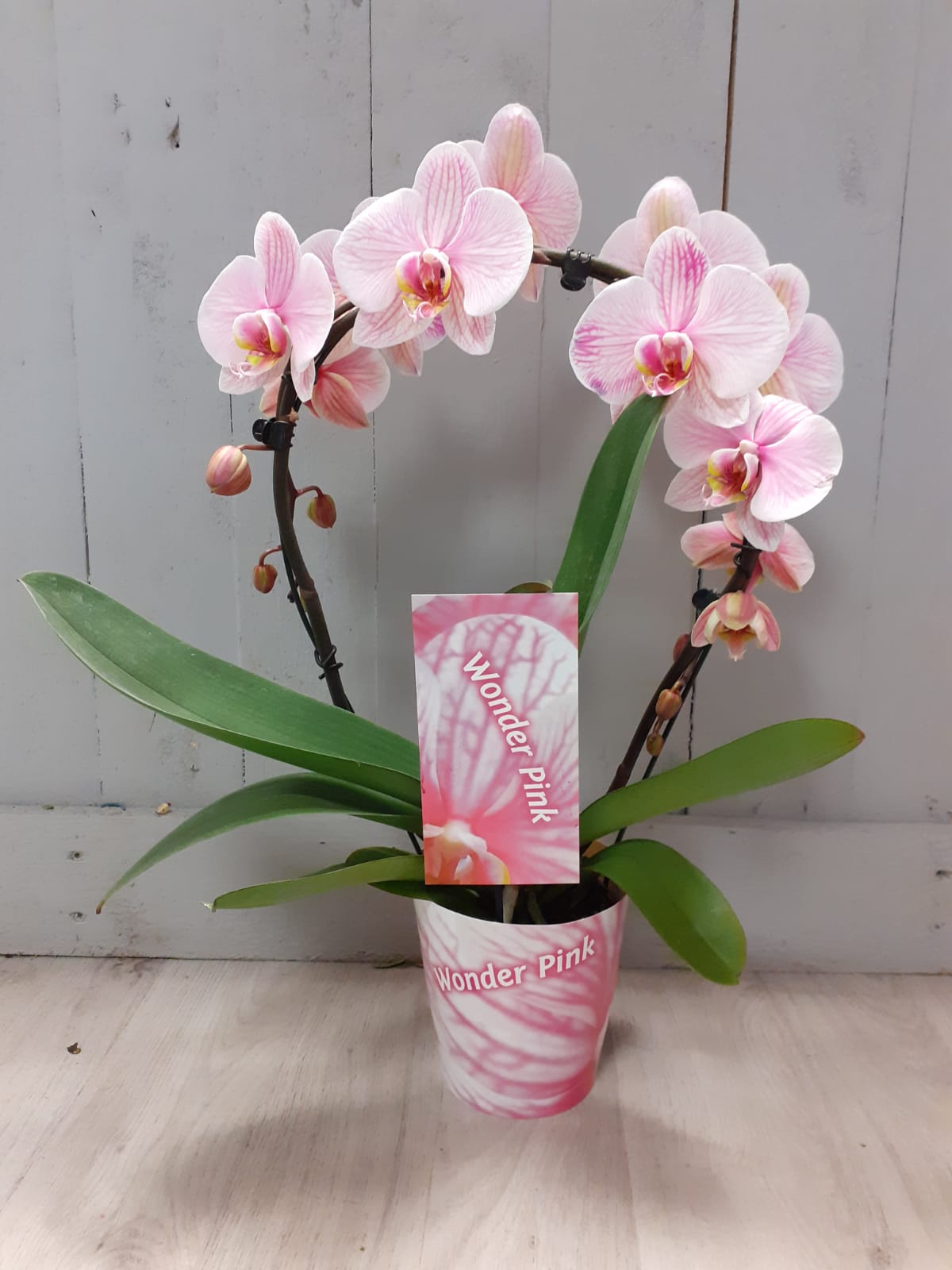 Deluxe Pink Orchid Plant in Ceramic Pot