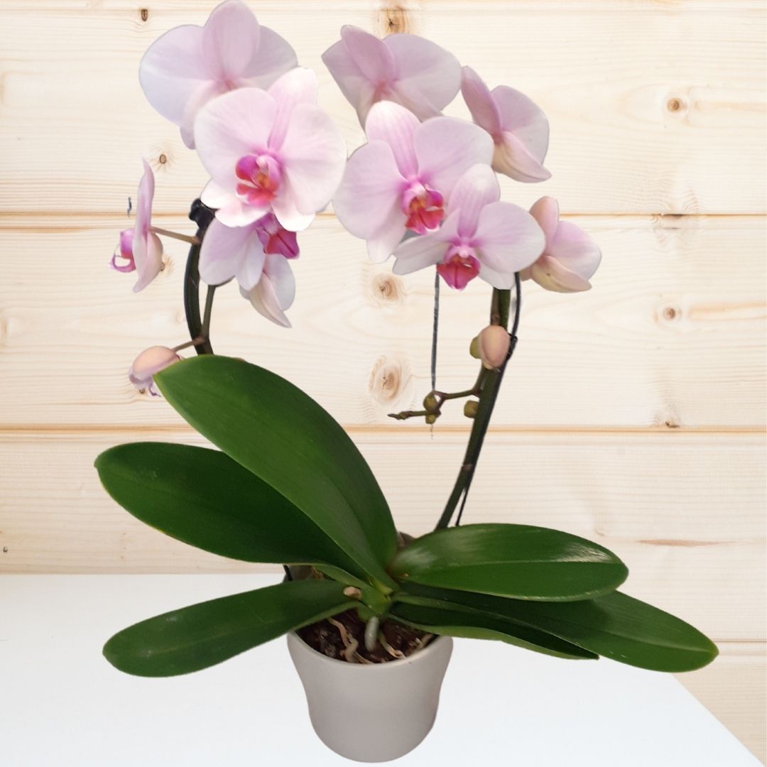 Orchid Plant in Ceramic Pot - Pink