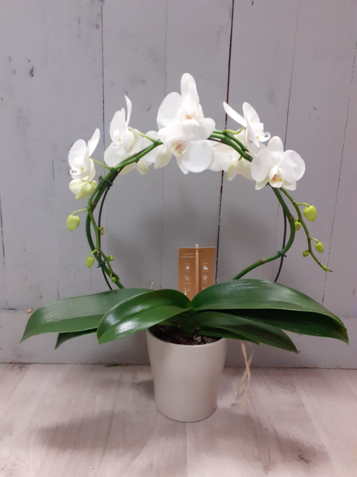 Deluxe White Orchid Plant in Ceramic Pot